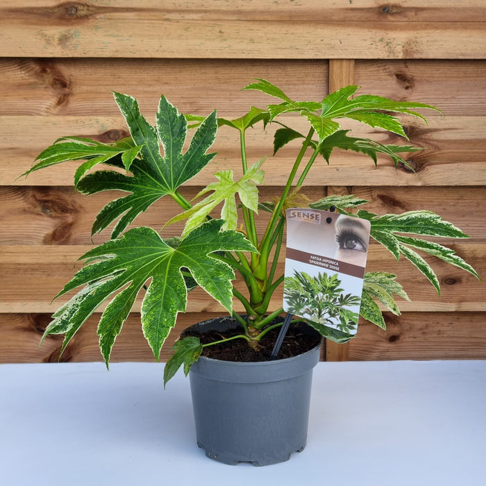 FATSIA jap. Variegata Spider Web