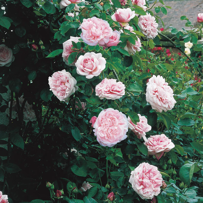 DAVID AUSTIN ROSES - St. Swithun Climbing