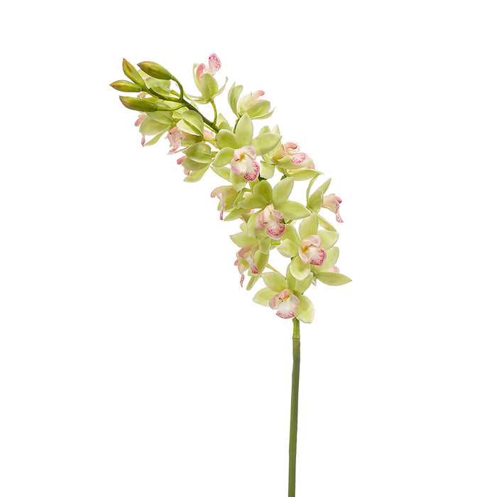 EEG Cymbidium Mini Spray 75Cm Green/Pink