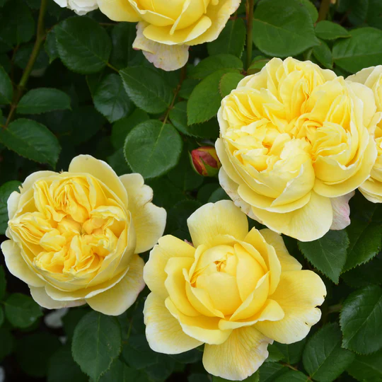 DAVID AUSTIN ROSES - Charles Darwin