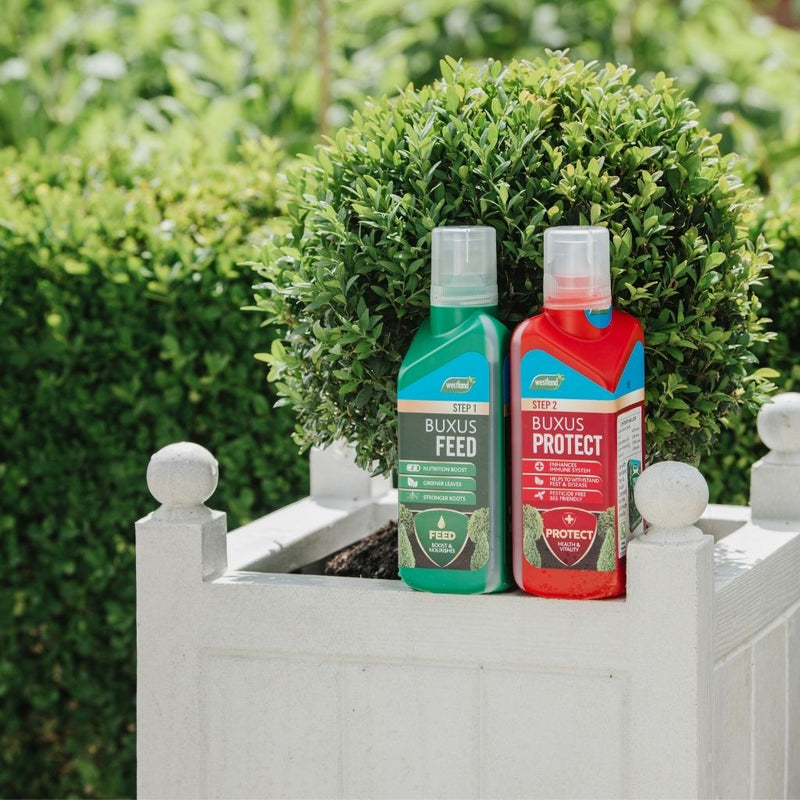 Westland Buxus 2 in 1 Feed & Protect