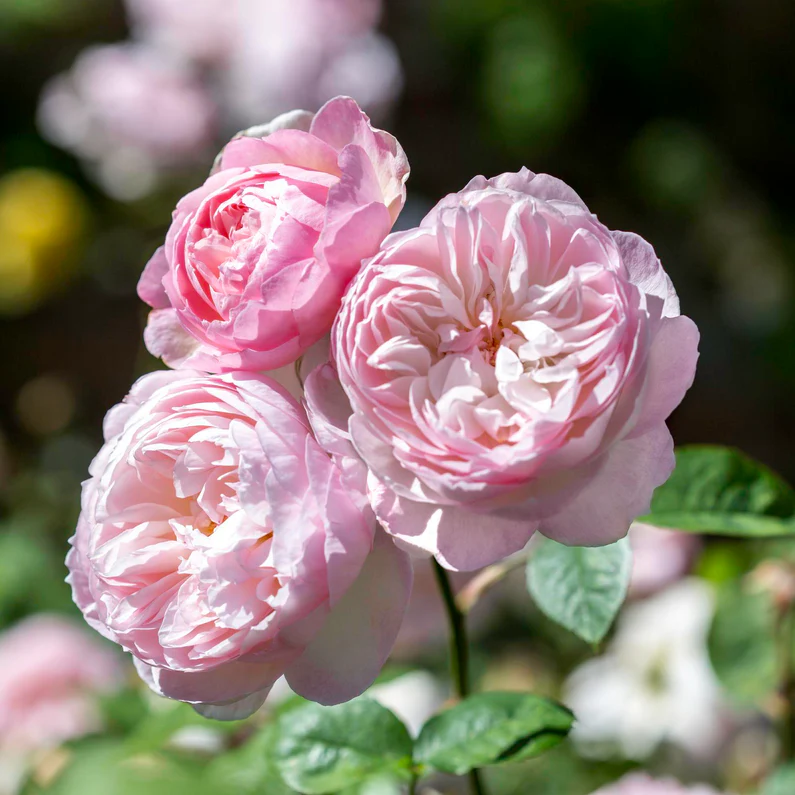 DAVID AUSTIN ROSES - Gentle Hermione 6ltr
