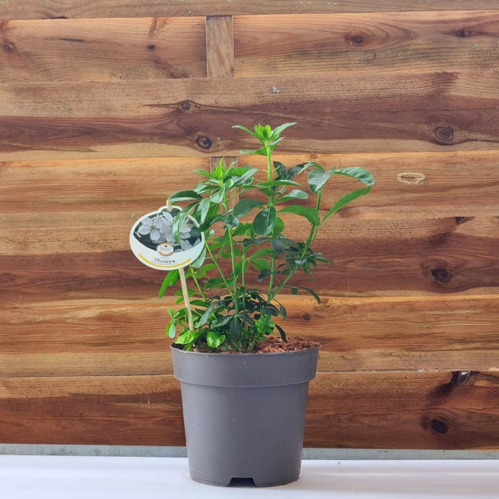 VE CHOISYA 'Ternata' 17cm