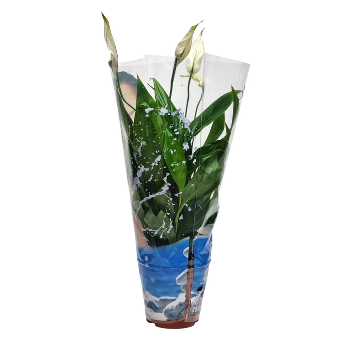 SPATHYPHYLLUM  9cm