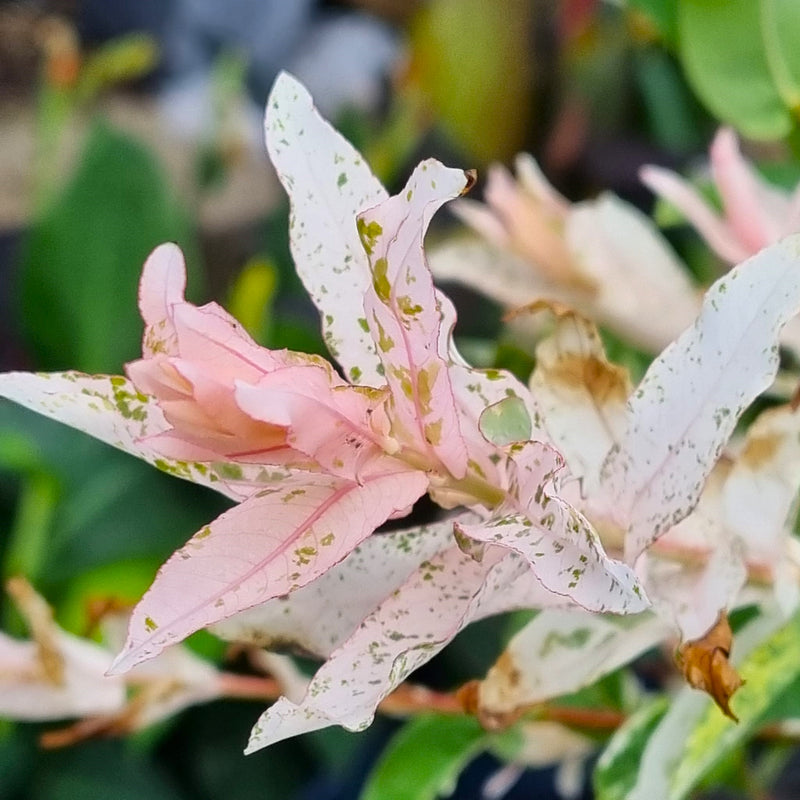 SALIX  Integra Nishiki Std