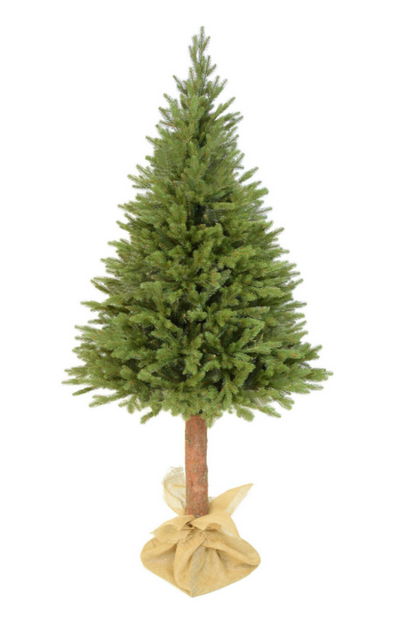 NL Norway Spruce on Trunk 220cm