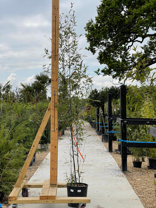 PHYLLOSTACHYS Nigra Clt18 200-250