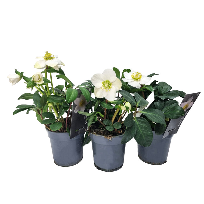 Plant Bundle Q (3 x Hellebore)
