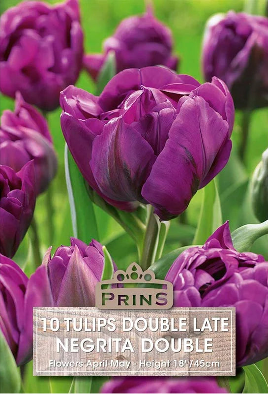 Prins Tulip Negrita Double 10 P.P.