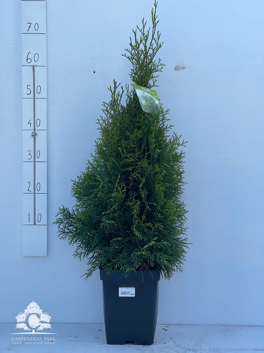 THUJA 'Occidentalis Smaragd' 17cm