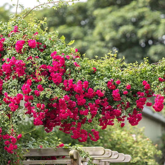 DAVID AUSTIN ROSES - Crimson Shower