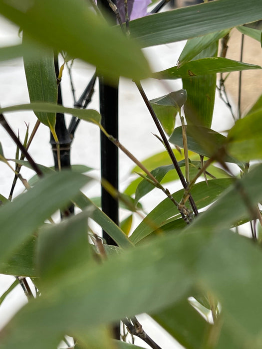 PHYLLOSTACHYS Nigra Clt18 200-250