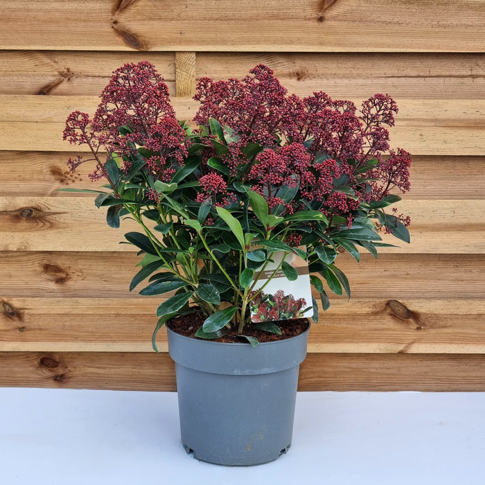 SKIMMIA japonica Rubella 23cm