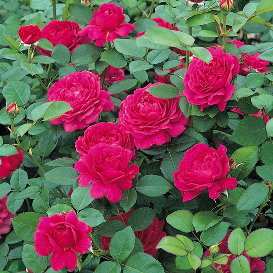 DAVID AUSTIN ROSES  - Noble Antony