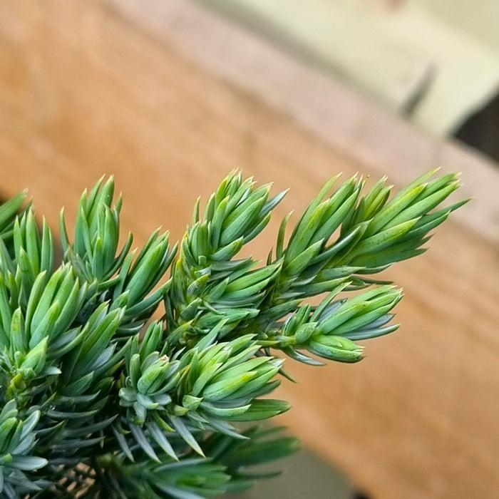 JUNIPERUS squam. 'Blue Star' 2ltr