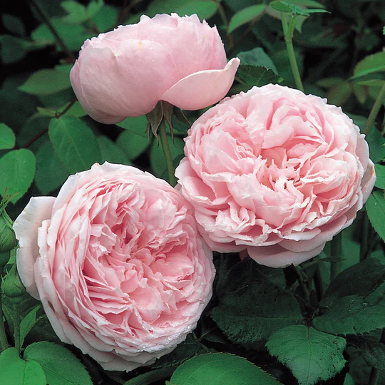 DAVID AUSTIN ROSES - Spirit Of Freedom Climbing