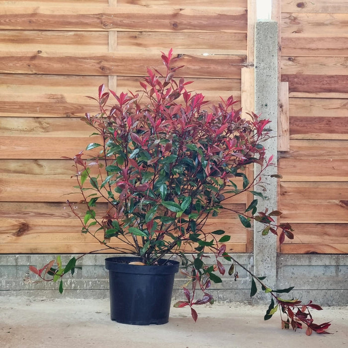 PHOTINIA Red Robin Carre Rouge 125-150