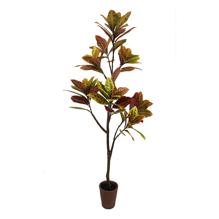 Sage Décor  Croton Tree In Terracotta Planter 145Cm