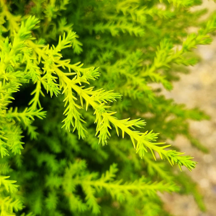 CUPRESSUS macr. Goldcrest Wilma 17cm