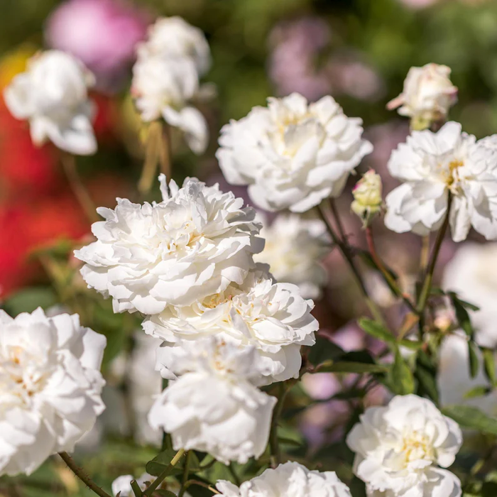 DAVID AUSTIN ROSES - Susan Williams Ellis