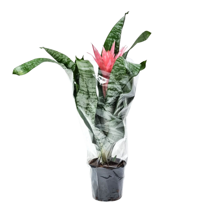 AECHMEA 'Primera' Pink