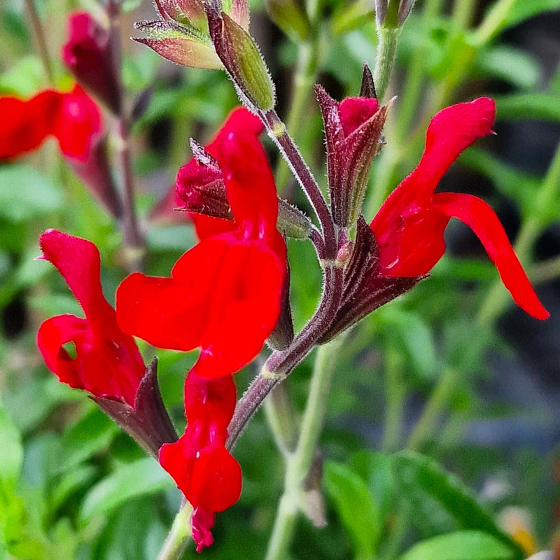 SALVIA Radio Red 2ltr