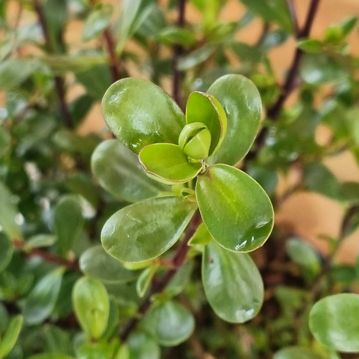 HEBE Garden Beauty Purple