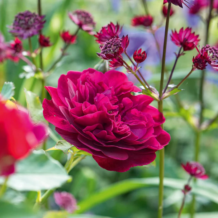 DAVID AUSTIN ROSES - Darcy Bussell