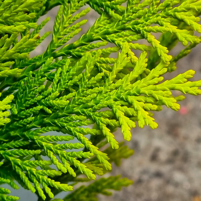 CHAMAECYPARIS laws. 'Stardust' 2ltr