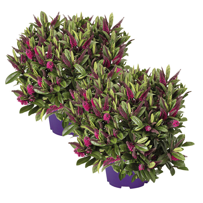 Plant Bundle H (2 x Hebe)
