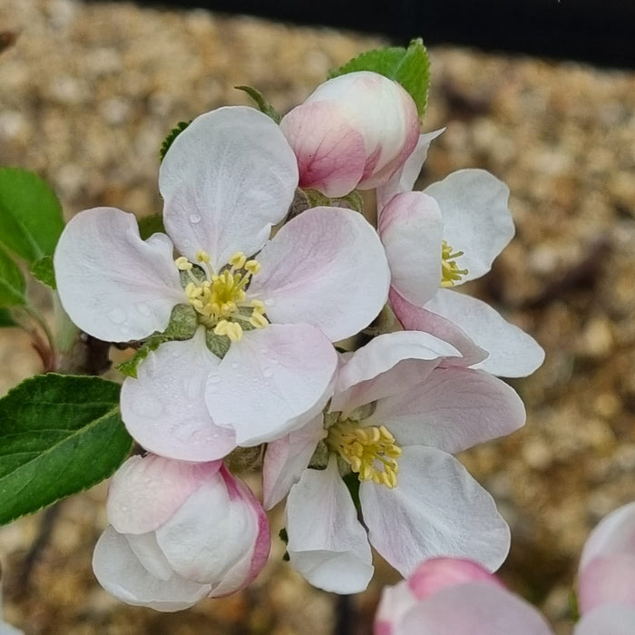 Golden Delicious Apple Tree