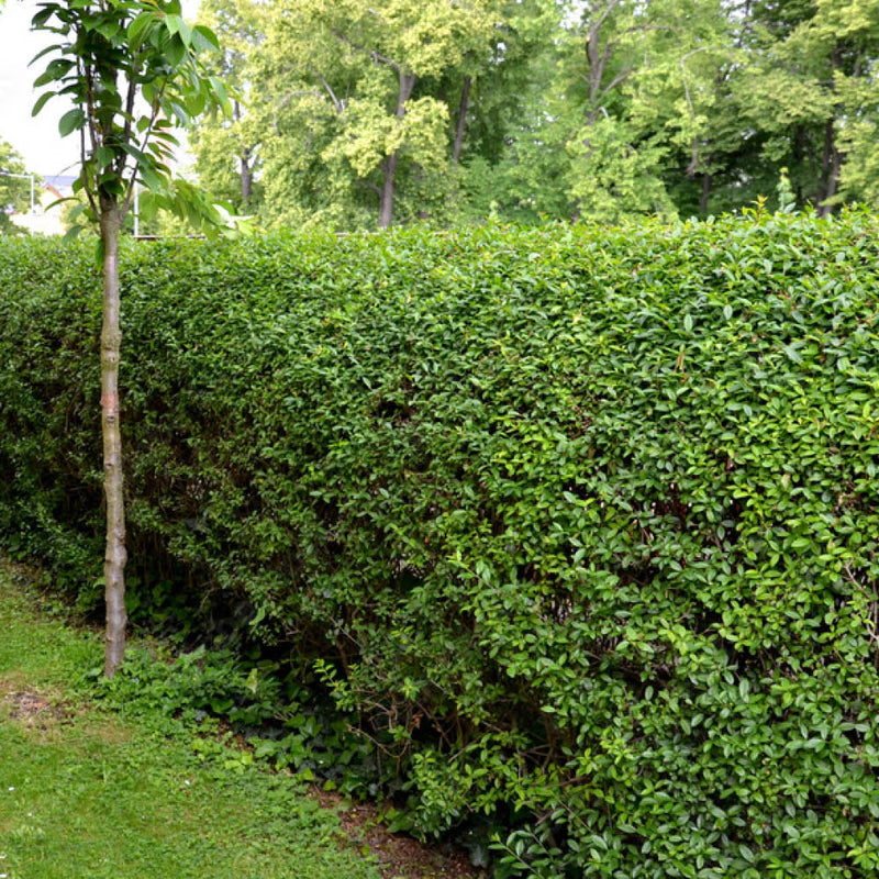 LIGUSTRUM ovalifolium 19cm