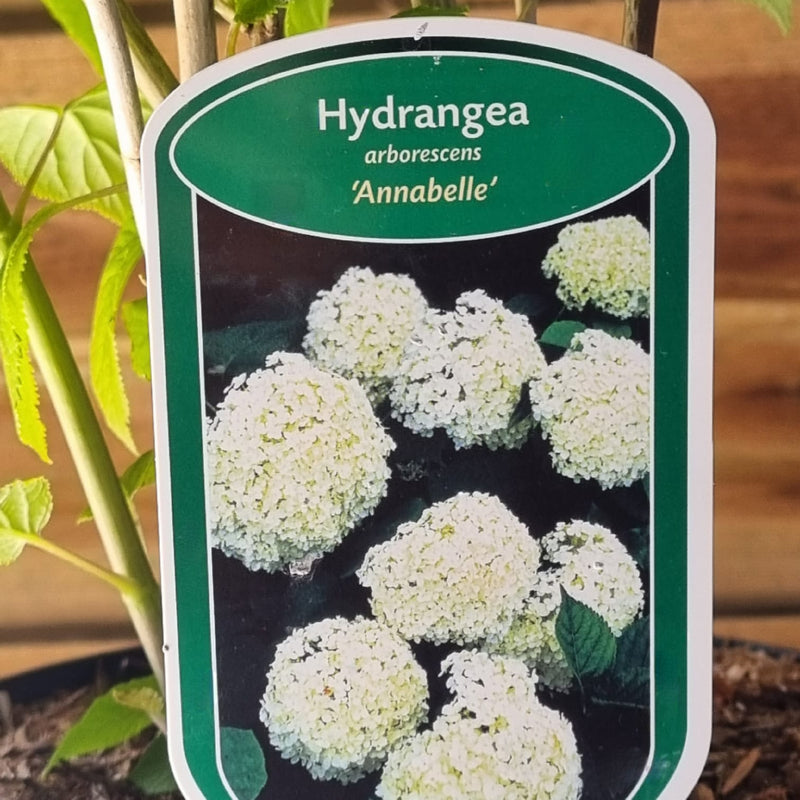 HYDRANGEA a. 'Annabelle'