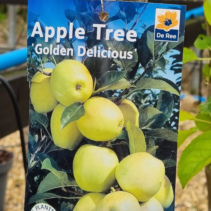 Golden Delicious Apple Tree
