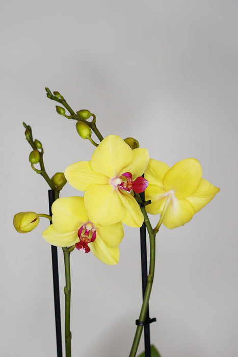 Phalaenopsis Orchid - Yellow