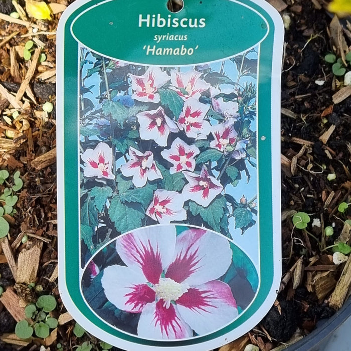 HIBISCUS Hamabo