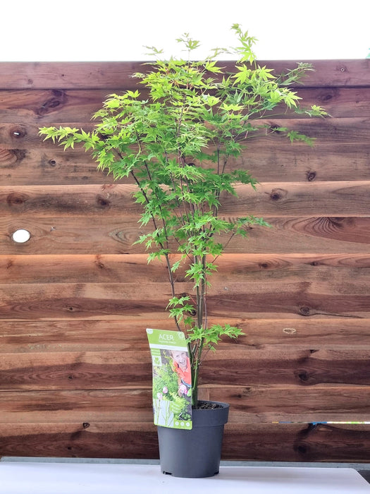 ACER Palmatum Going Green