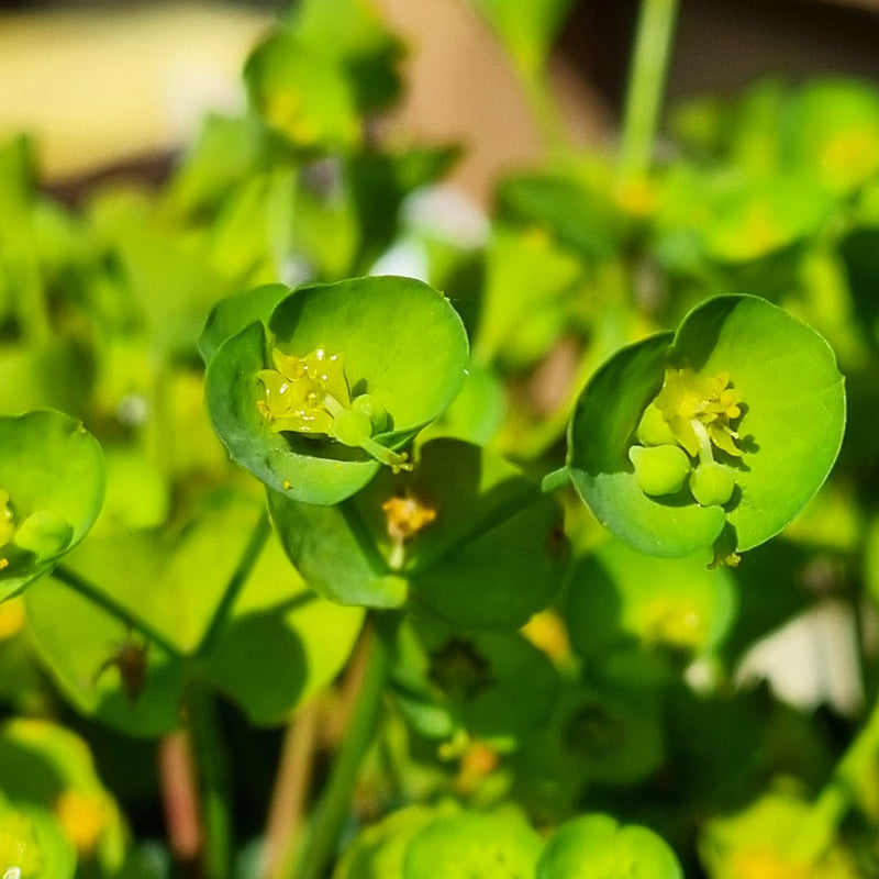 EUPHORBIA Ascot Petite 17cm