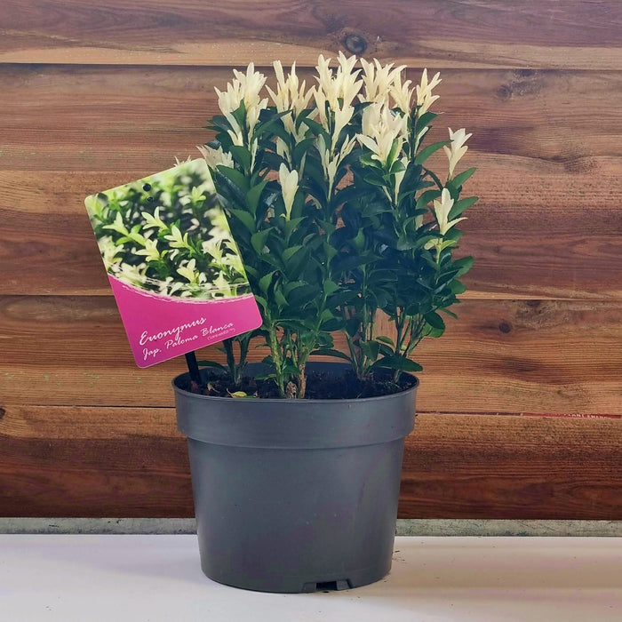 EUONYMUS 'Japonicus Paloma Blanca'