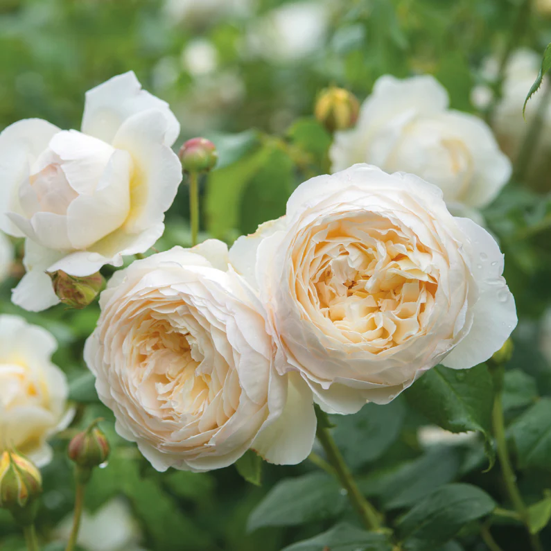 DAVID AUSTIN ROSES - Claire Austin