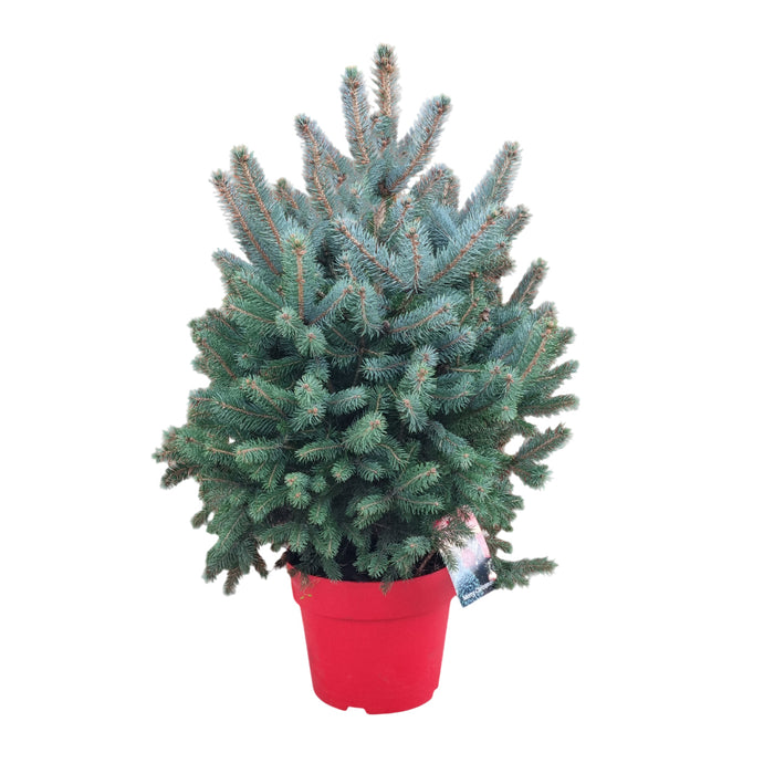 PICEA pung Super Blue 70-80 24cm