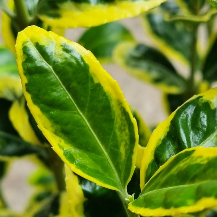 VE EUONYMUS 'Japonicus  Marieke' 17cm