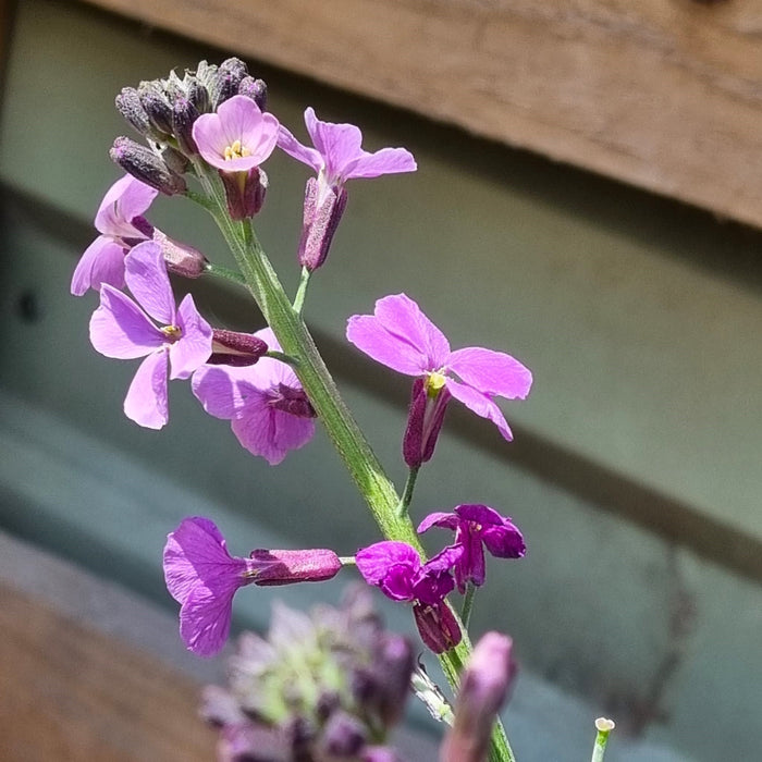 ERYSIMUM Bowles Mauve 2ltr