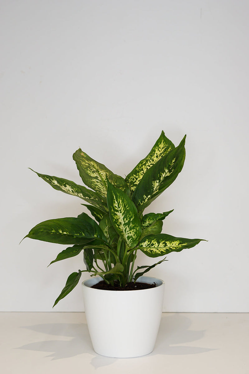 Dieffenbachia - Camilla