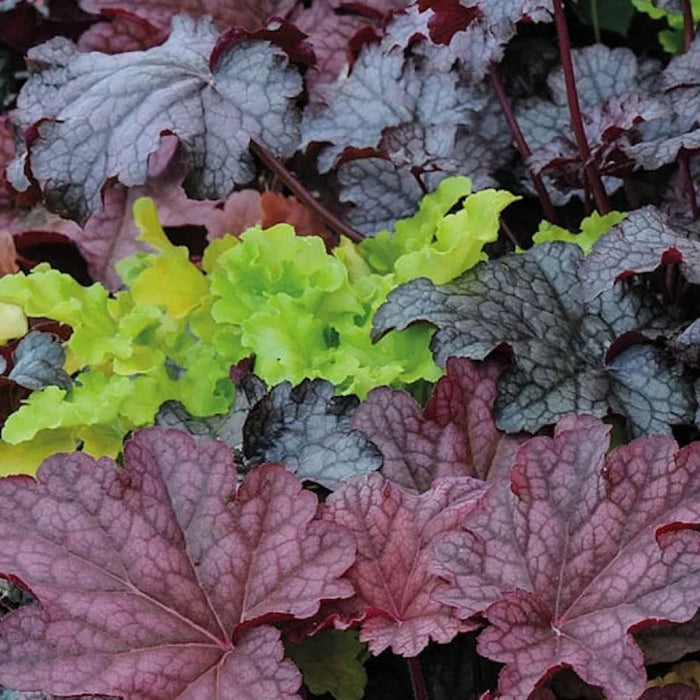 Plant Bundle G (3 x Heuchera)