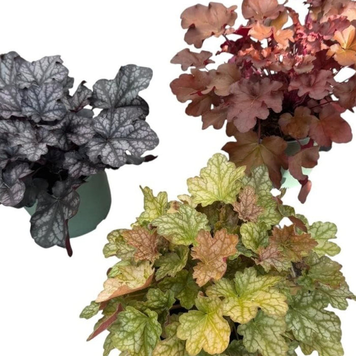 Plant Bundle G (3 x Heuchera)