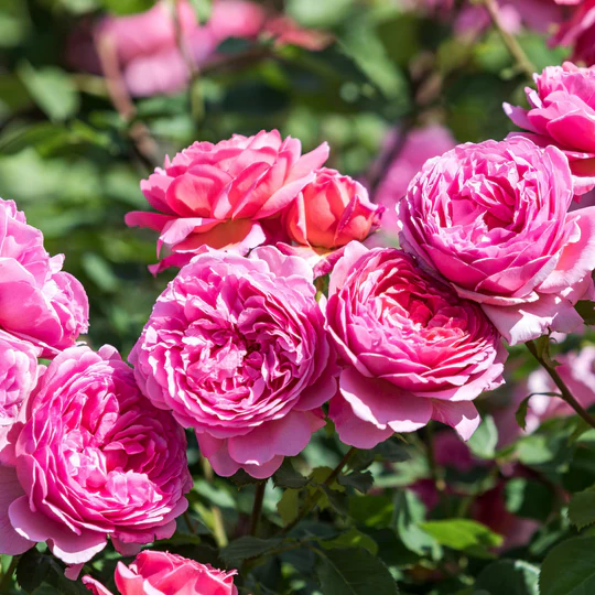 DAVID AUSTIN ROSES - Princess Alexandra of Kent