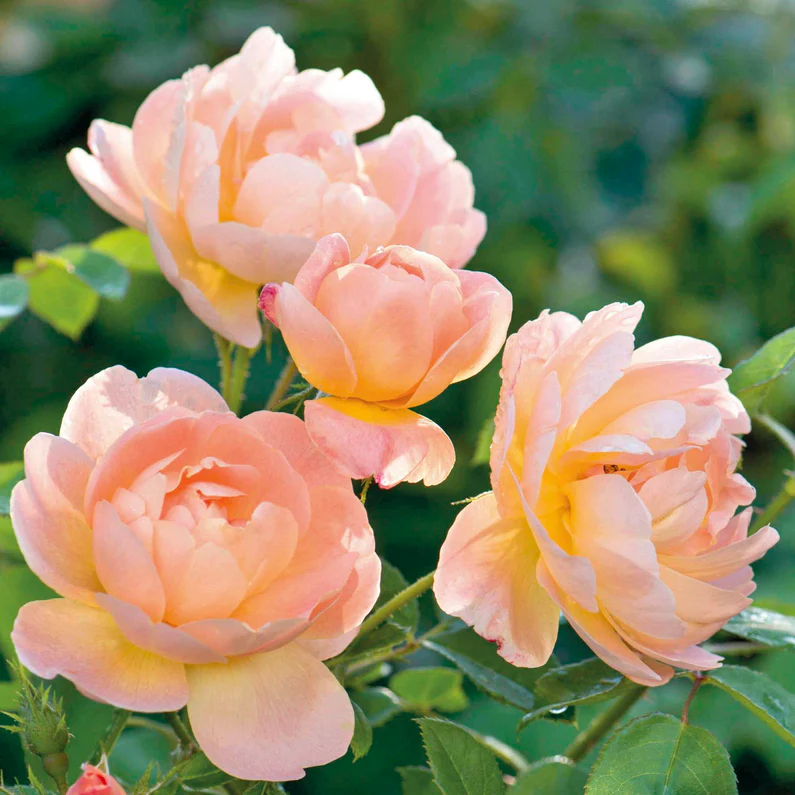 DAVID AUSTIN ROSES - The Lark Ascending 6ltr