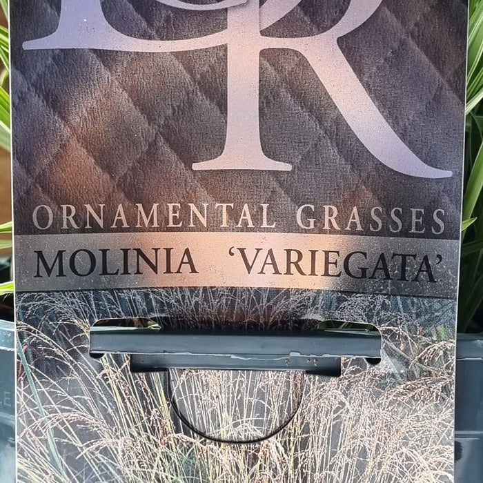 VANE MOLINIA  'Variegata' 17cm