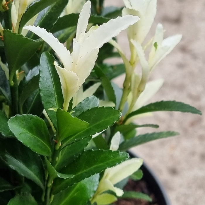 EUONYMUS 'Japonicus Paloma Blanca'